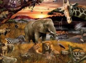 Animal Planet Safari