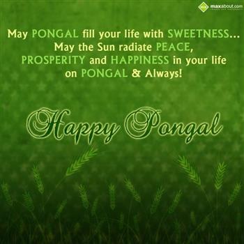 Pongal Wishes