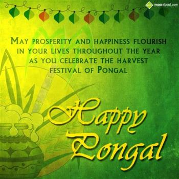 Pongal Wishes