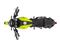 Benelli TNT 25 Top View Benelli TNT 25 Top View